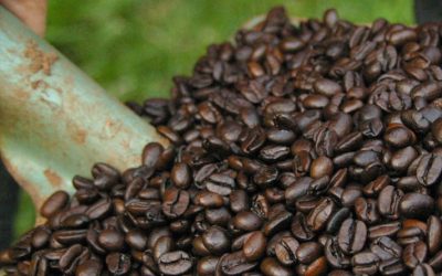 Coffee habits and addiction: Is caffeine the new nicotine?