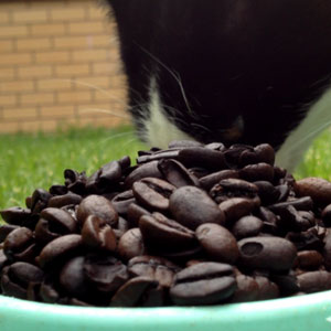 Vivvy eating coffee beans