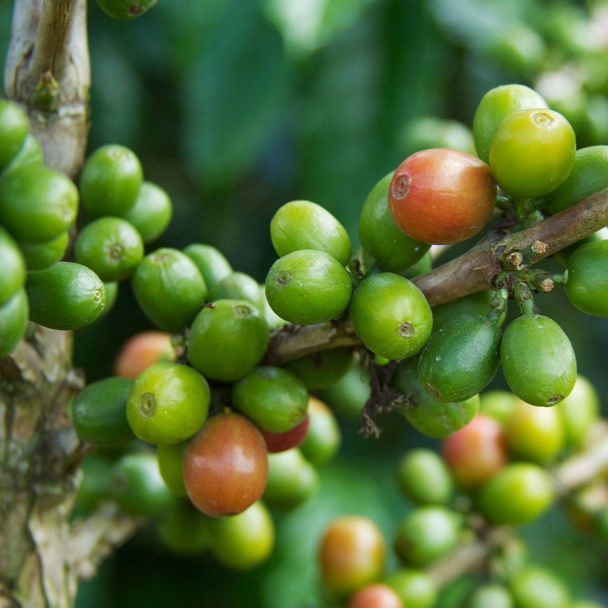 Hester M Poole and a history of coffee. Image: Colombia - Coffee Triangle 013 by McKay Savage via Flickr